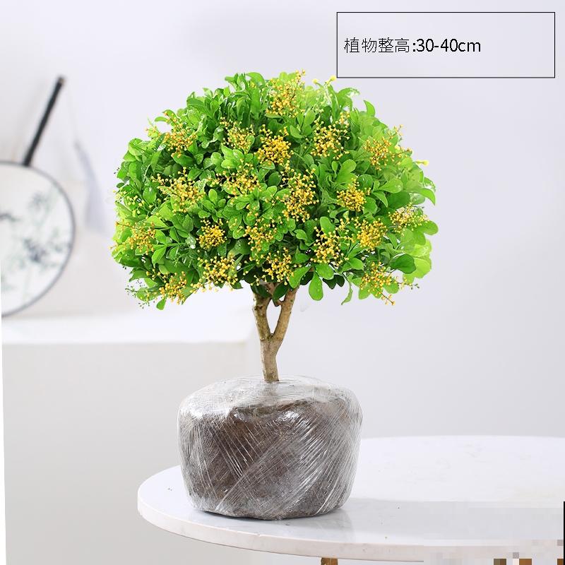 米兰花为什么不开花