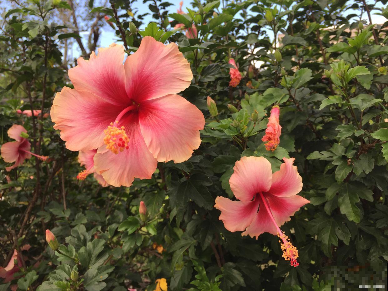 木槿花如何修剪？