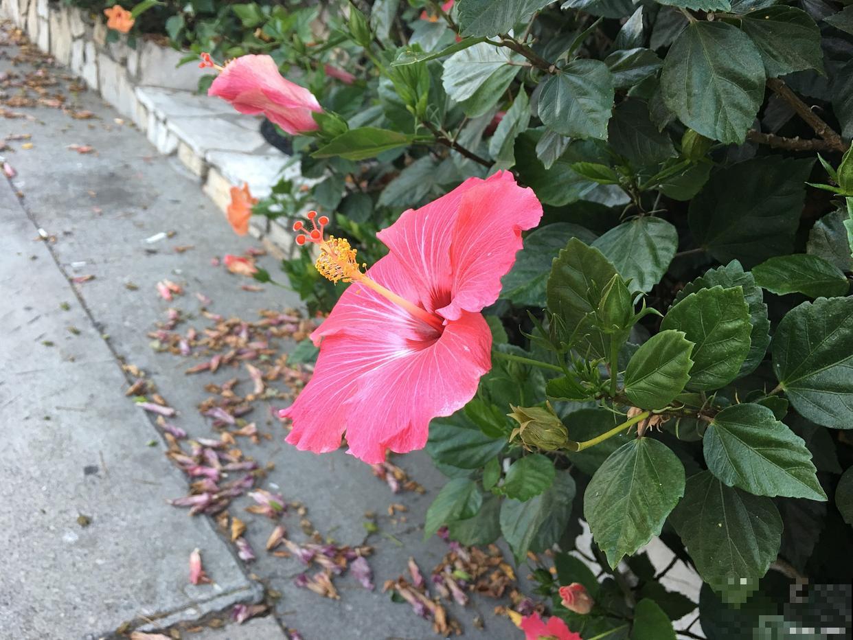 扶桑花色是什么颜色