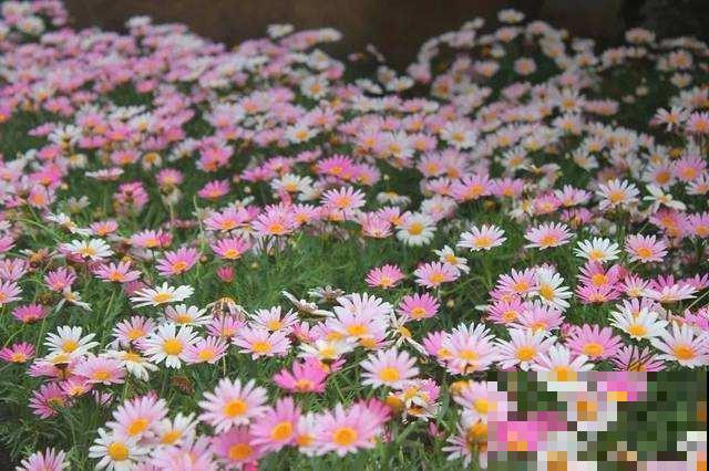 杜鹃花度夏成难题？抓紧修剪遮阴，不然虫子呼呼全都找上门！