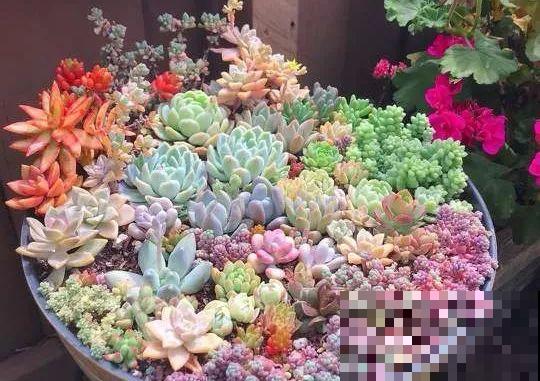 老外用蛋糕种多肉，精致逼真，看完直流口水！