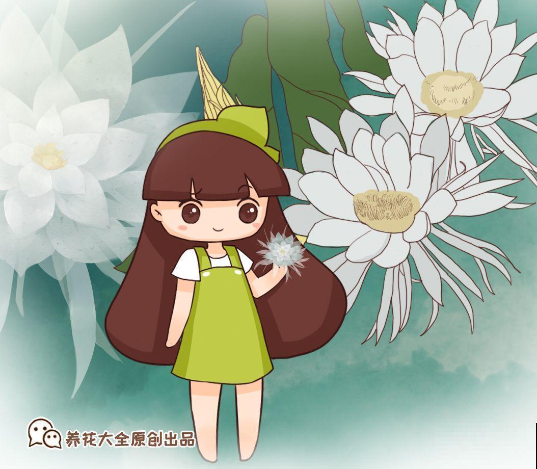 大姨家的花专挑晚上开，一次十几朵，香味一点不输茉莉！