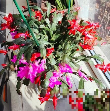 3种花一直不开花，赶紧关进“小黑屋”，光照时间越短开花越早