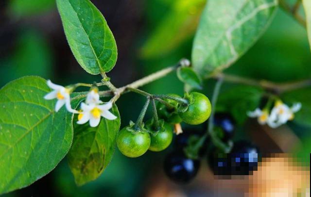 夏天的农村，到处都是“玩具”，放学路上掐根，能玩一路！