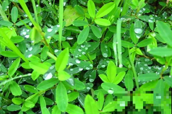 不是所有的花夏天都能喷水，这5种花不注意，叶子从头烂到尾！