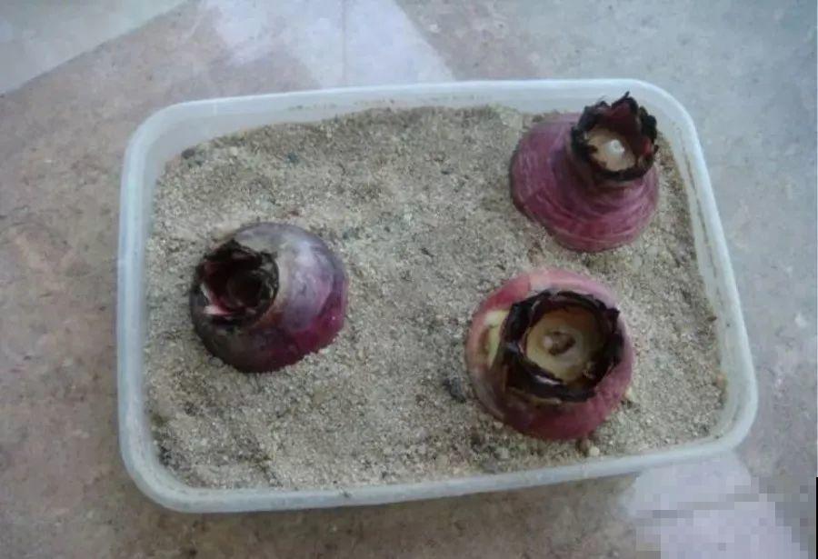 三伏天高温下，家里的花再不管，死得只剩盆！