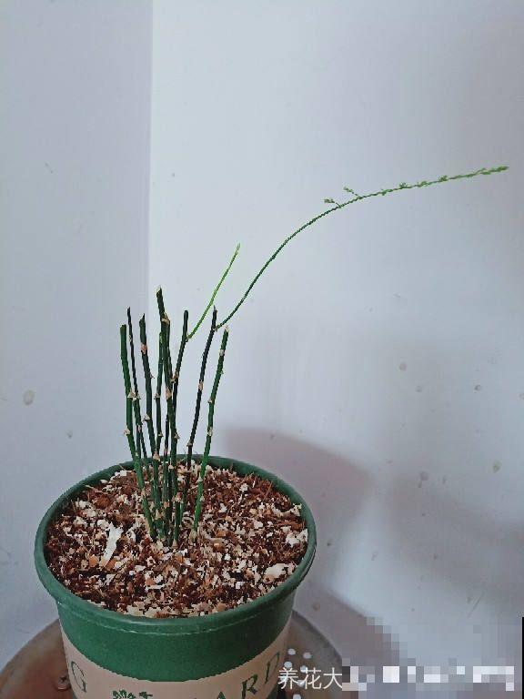 这4种花，想要度夏就得剪，新枝猛蹿，呼呼长成小瀑布！