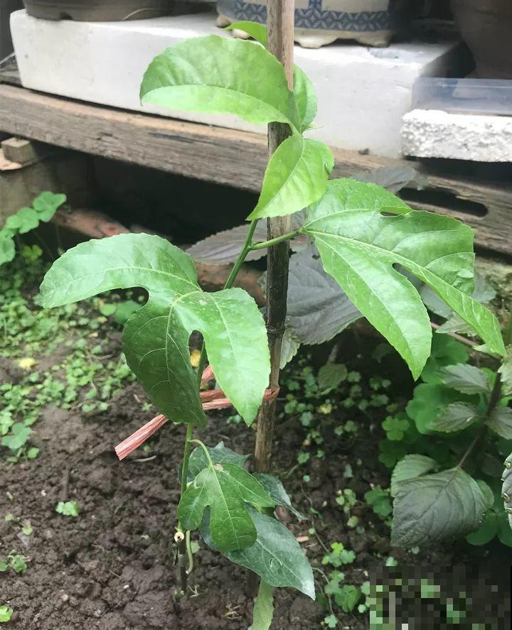 百香果、无花果，自己在家就能种，1根枝结3斤果！