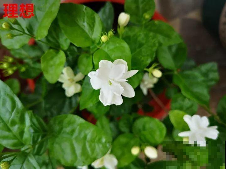 最难养的6种花，买一盆死一盆，想想都生气！