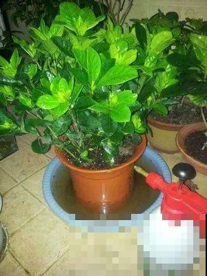 浇水的时候加点它，栀子不黄叶，开的花比拳头大！