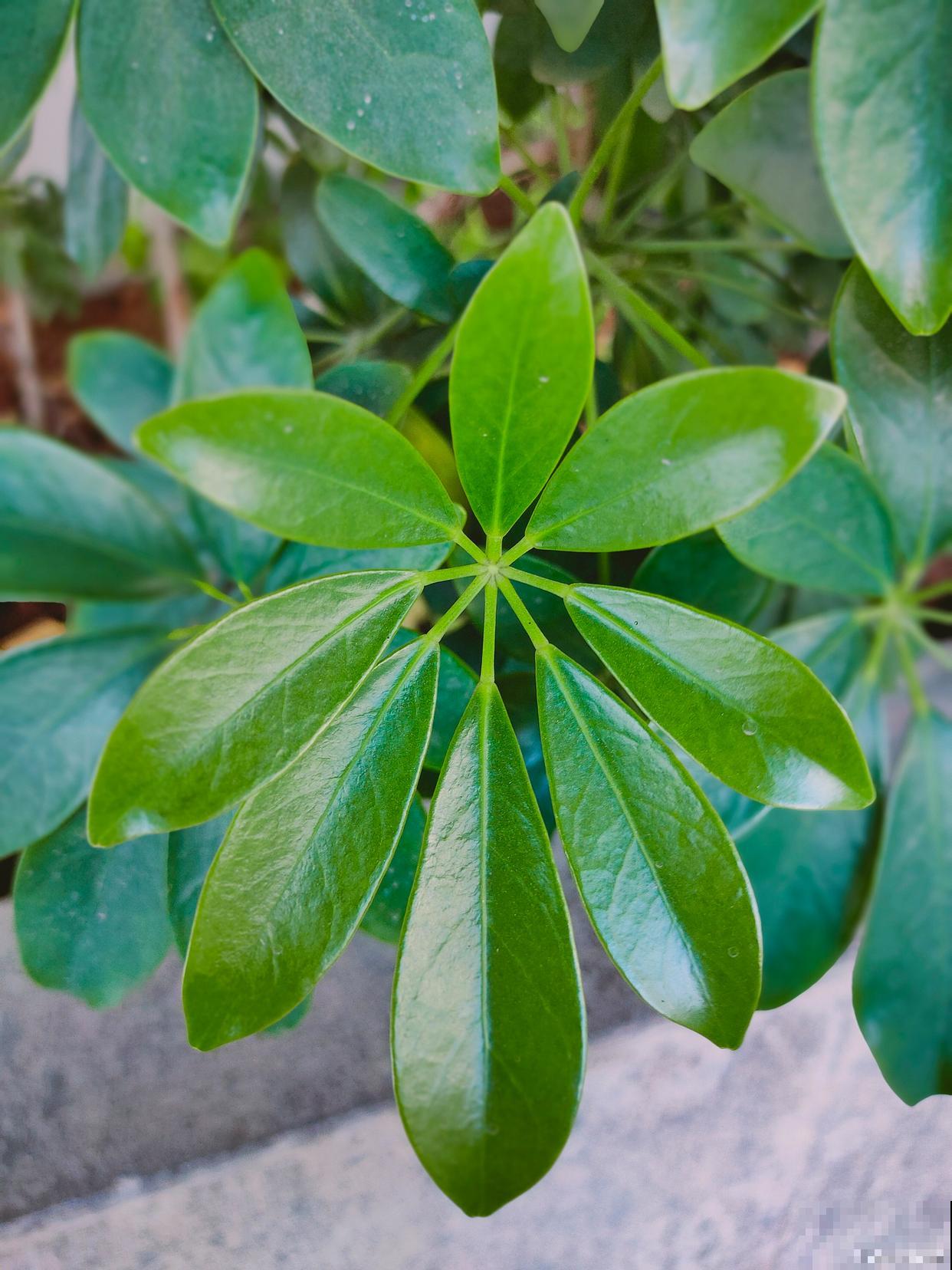 鸭脚木怎么移植？