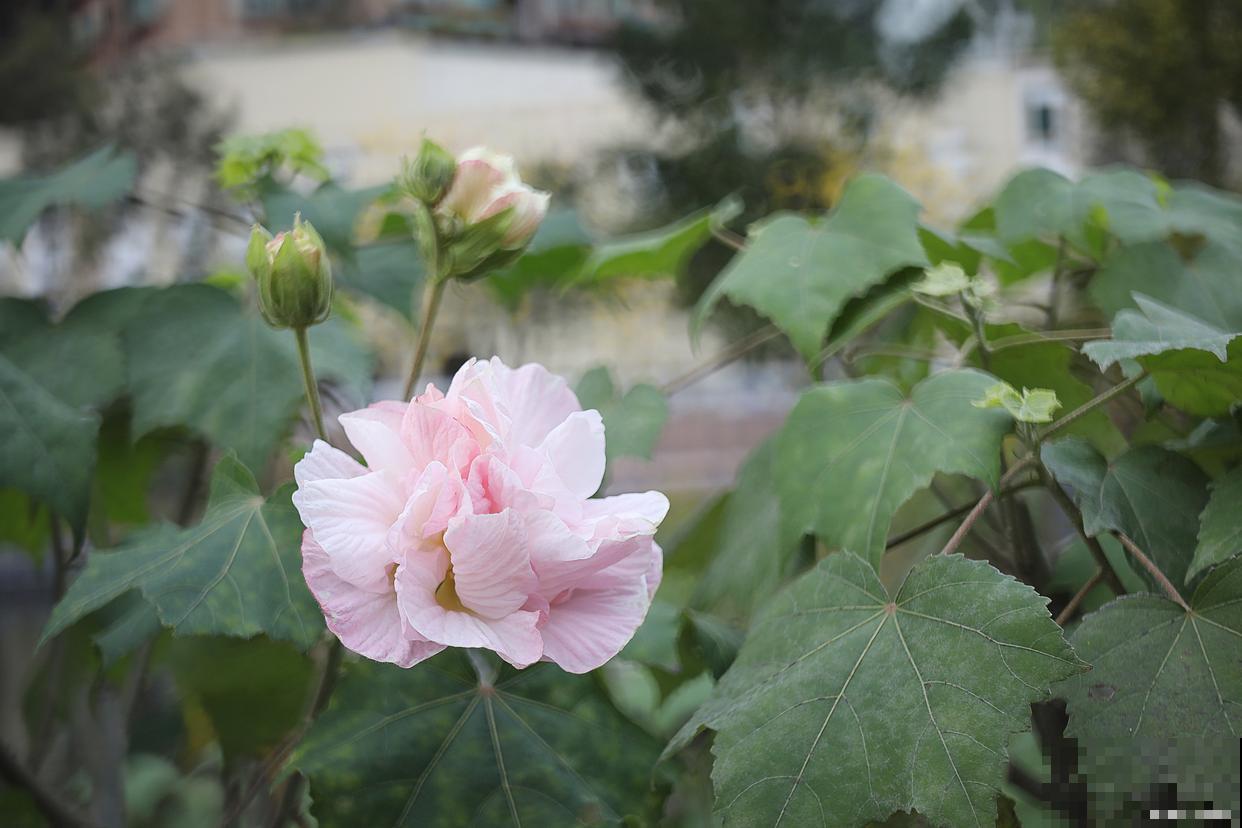 芙蓉花怎么扦插？