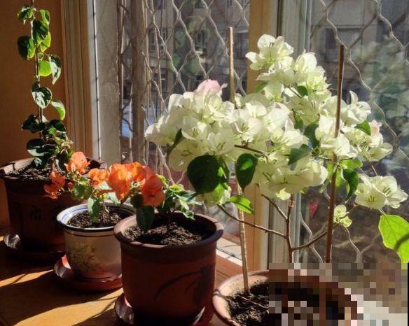 夏天就得养这花，皮实耐热花期长，越晒开花越多！