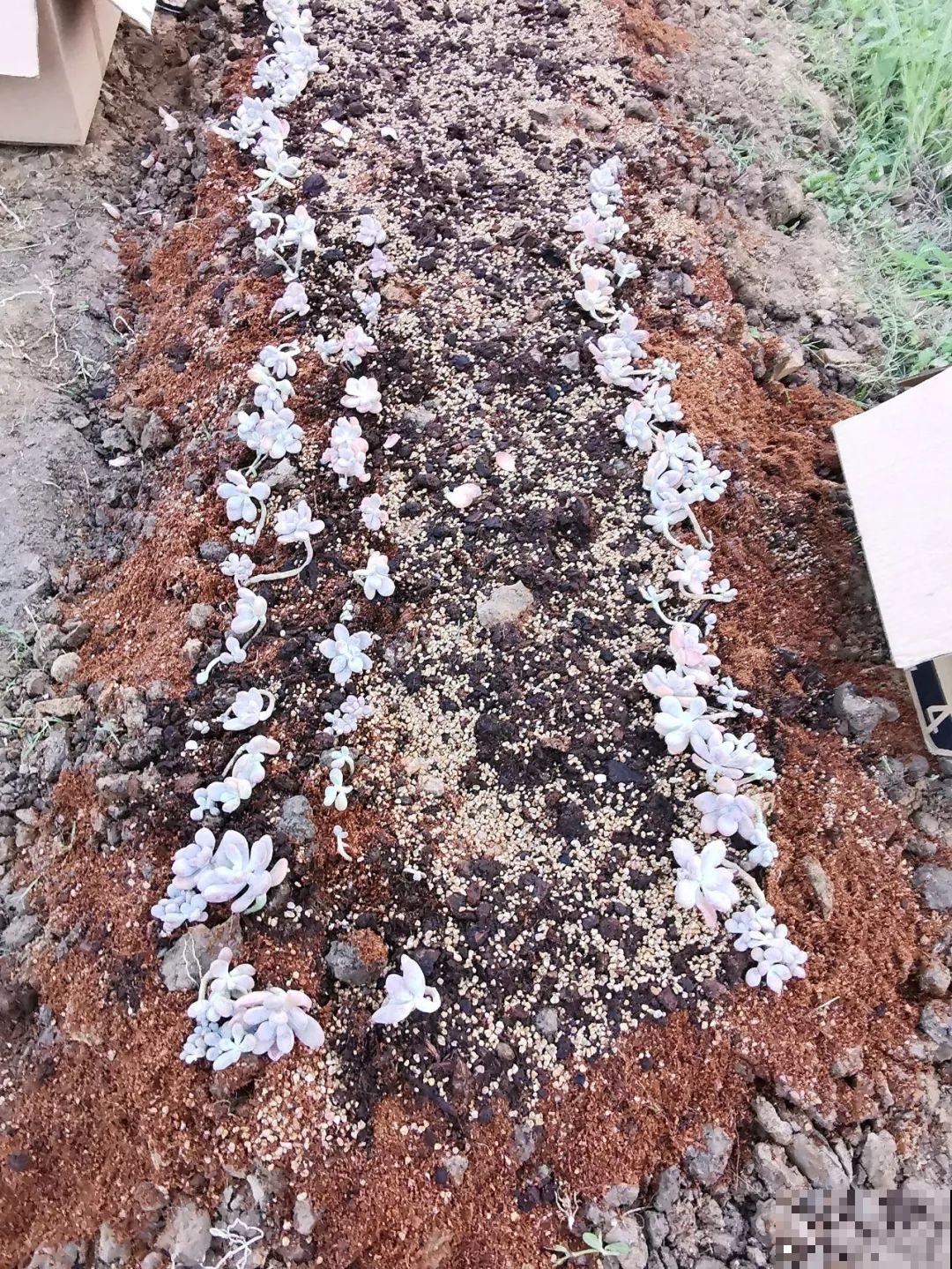 夏天也能种多肉，买一盆桃蛋现在种，秋天能收一大盆！