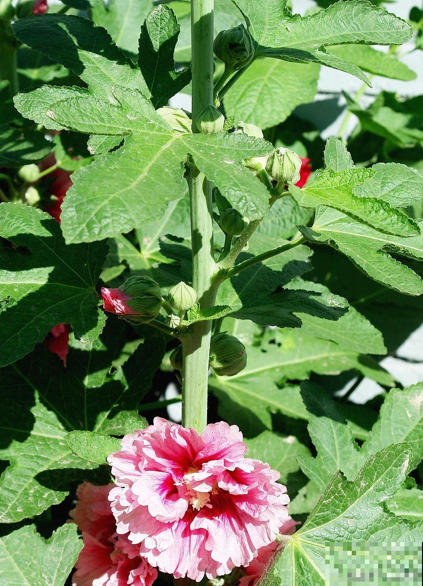 锦葵花怎么播种？