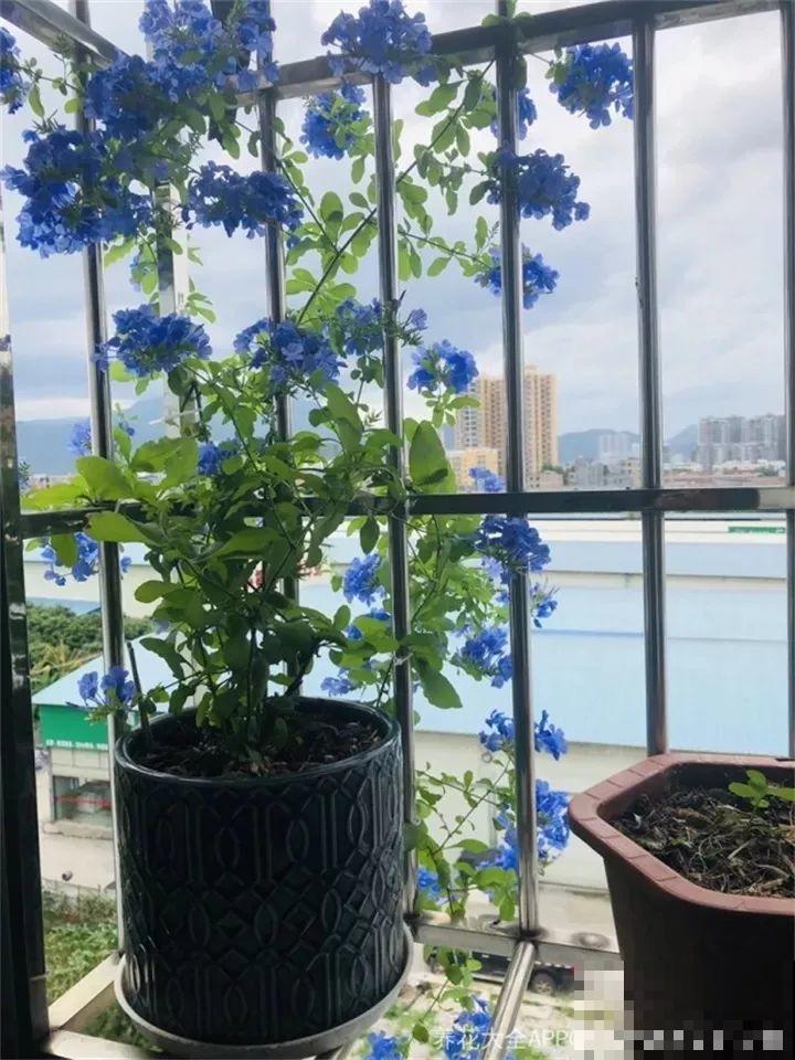 这20种花，一开就是上百天，阳台一年四季有花赏！