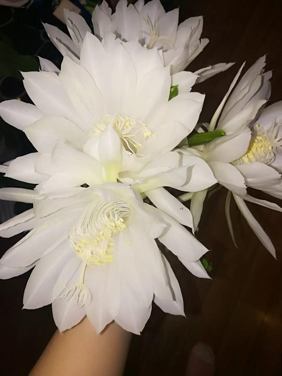 大姨家的花专挑晚上开，一次十几朵，香味一点不输茉莉！