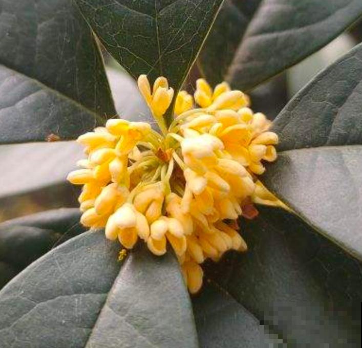 4种"杀菌花"，香气清新还能抑菌，居家常备身体好