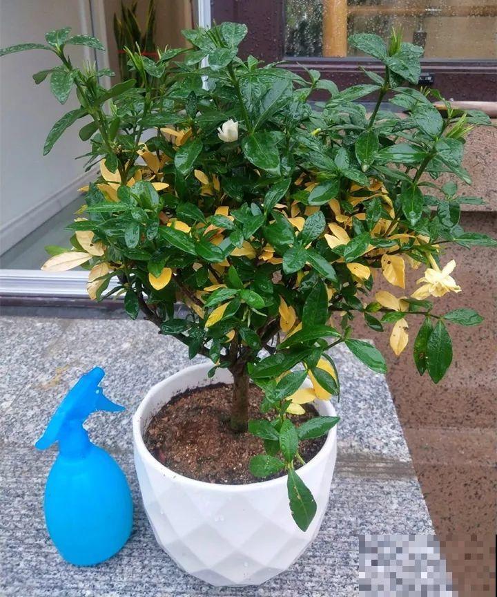 最难养的6种花，买一盆死一盆，想想都生气！