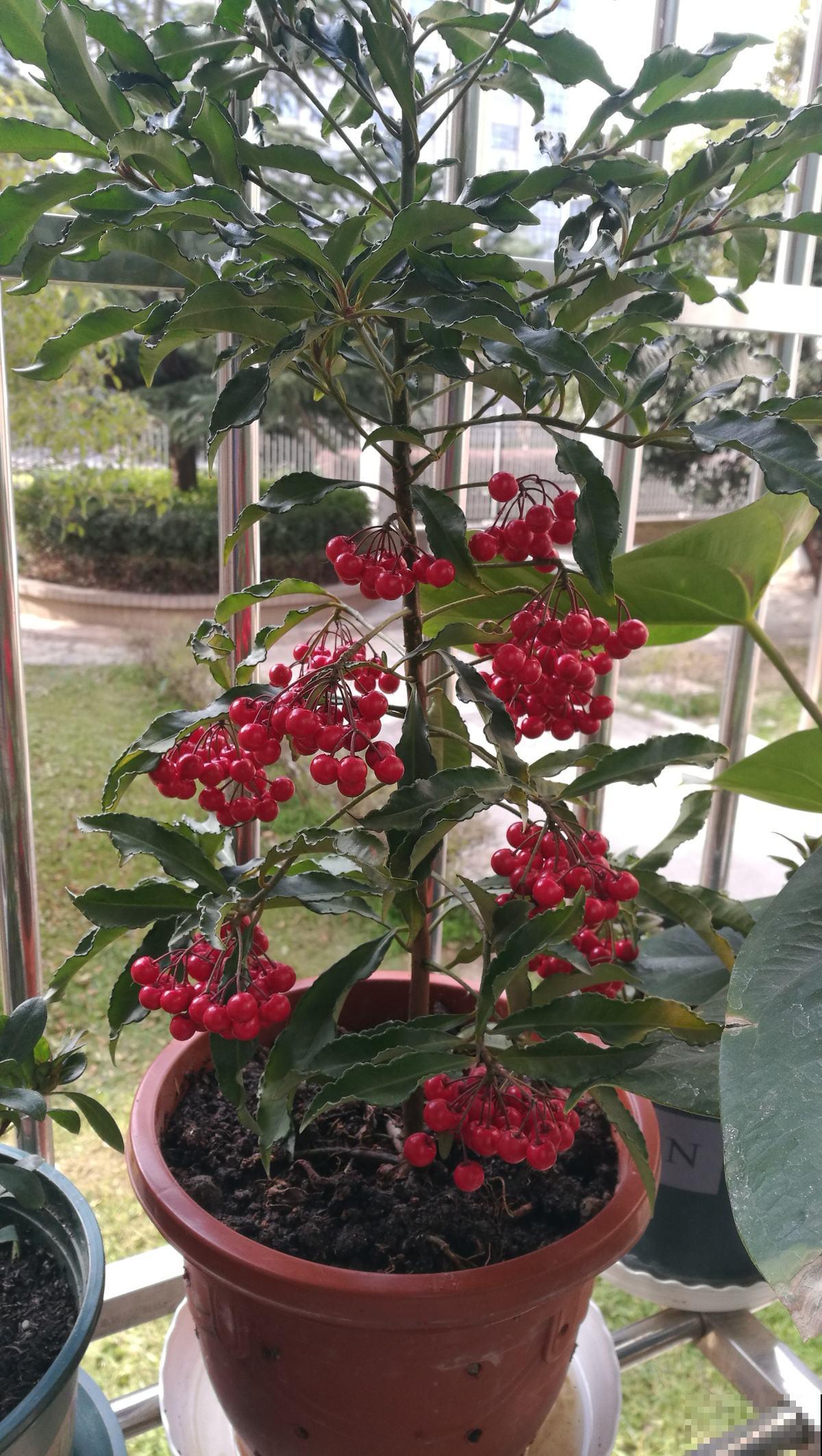 4种花是冬日里的“开花机器”，花红得像火，还有吉祥好兆头