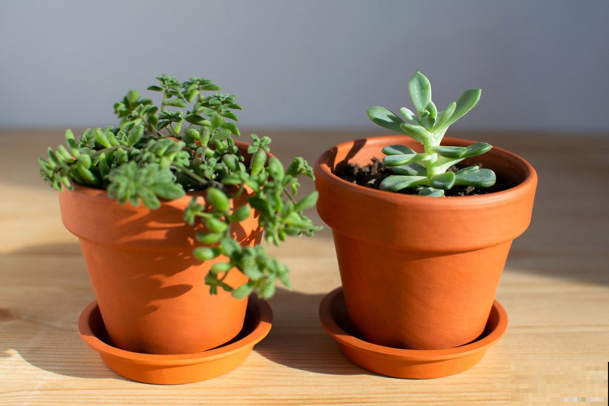 小盆栽植物怎么养