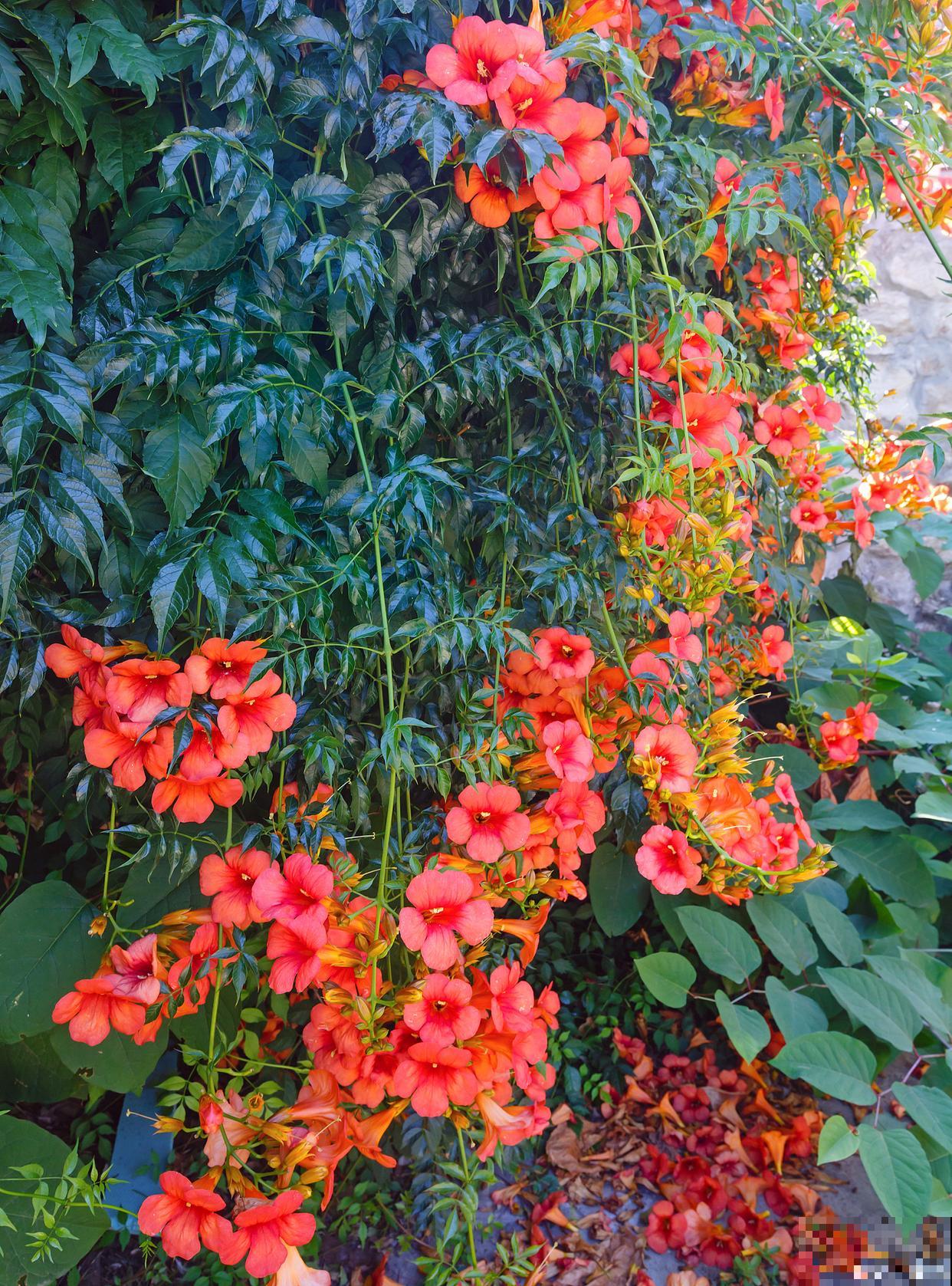 凌霄花种植方法和时间