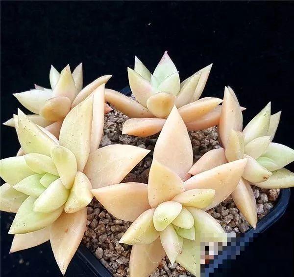 这种系列多肉，颜值高价格也贵，夏天可是“重点保护动物”！