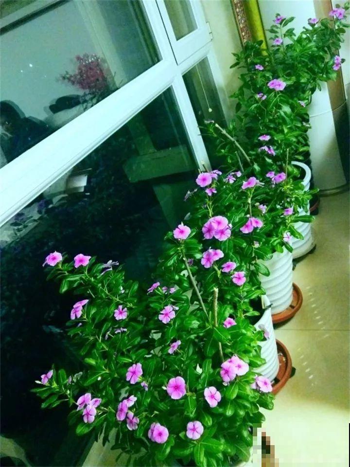 这20种花，一开就是上百天，阳台一年四季有花赏！