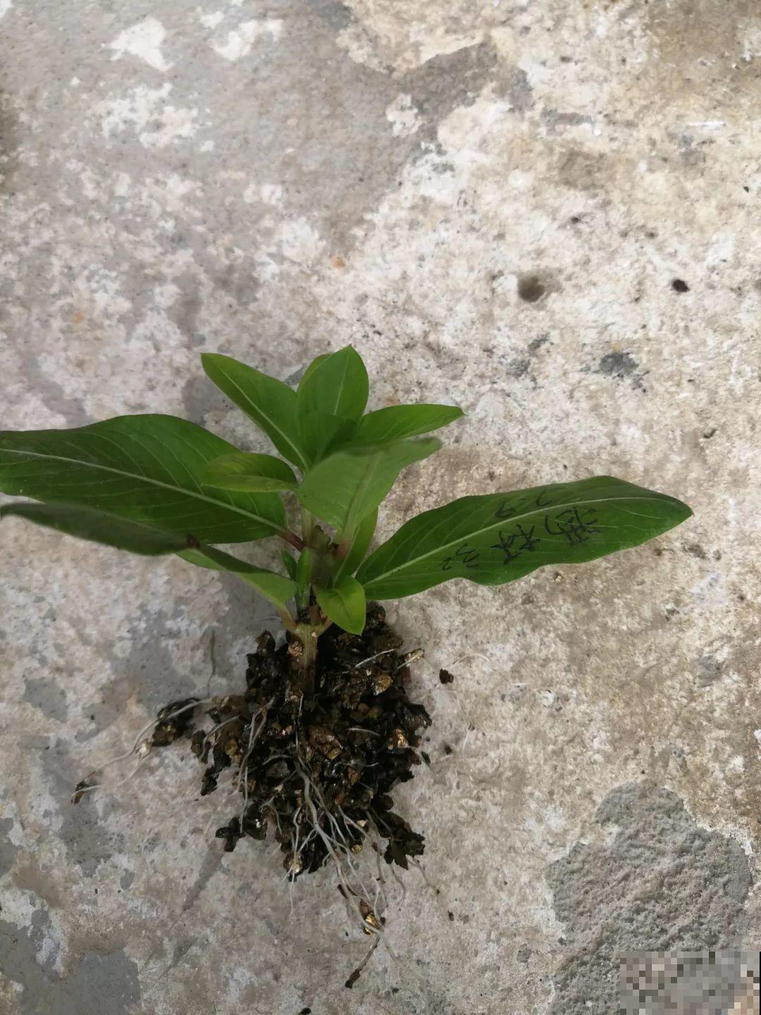 8种夏天扦插花，现在掐枝，下个月有花赏！