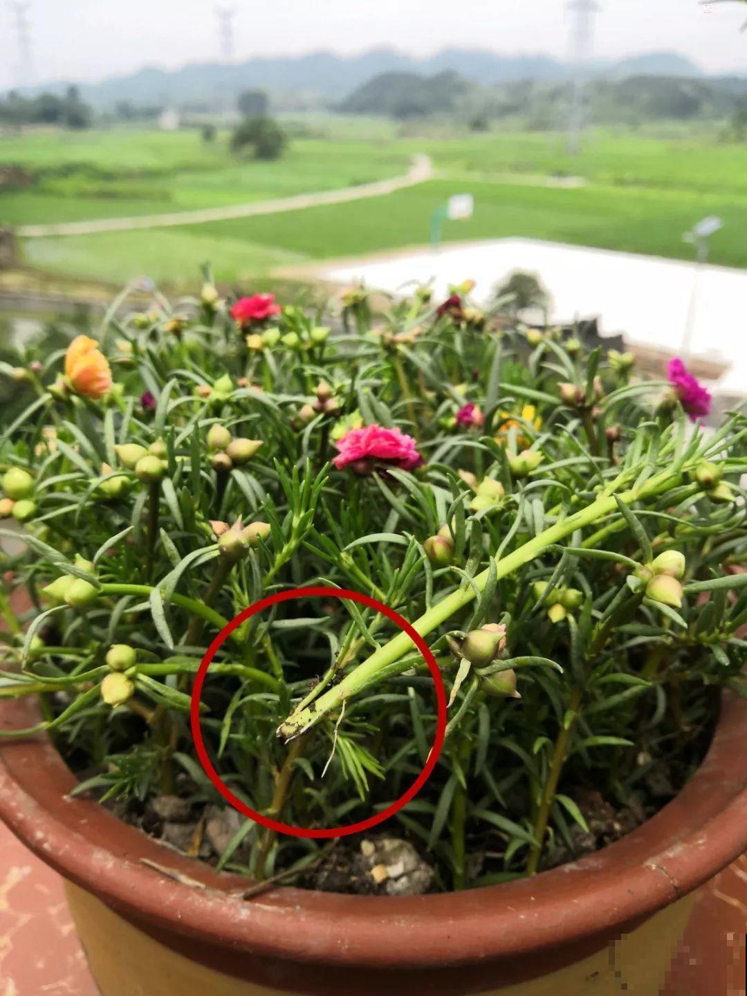 8种夏天扦插花，现在掐枝，下个月有花赏！