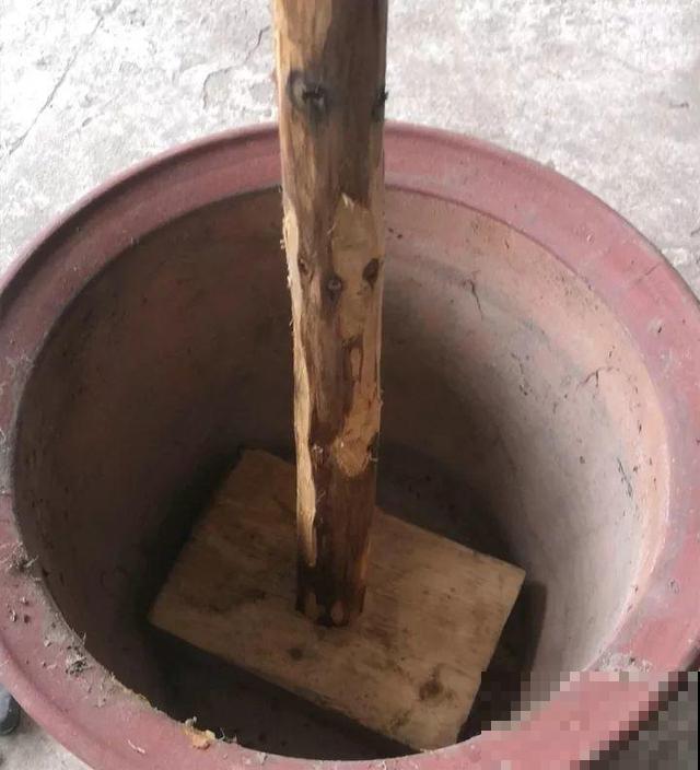 热不死的花，绑在木棍上养10天，开成一座大花塔！