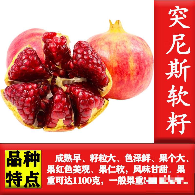 石榴籽怎么种植方法