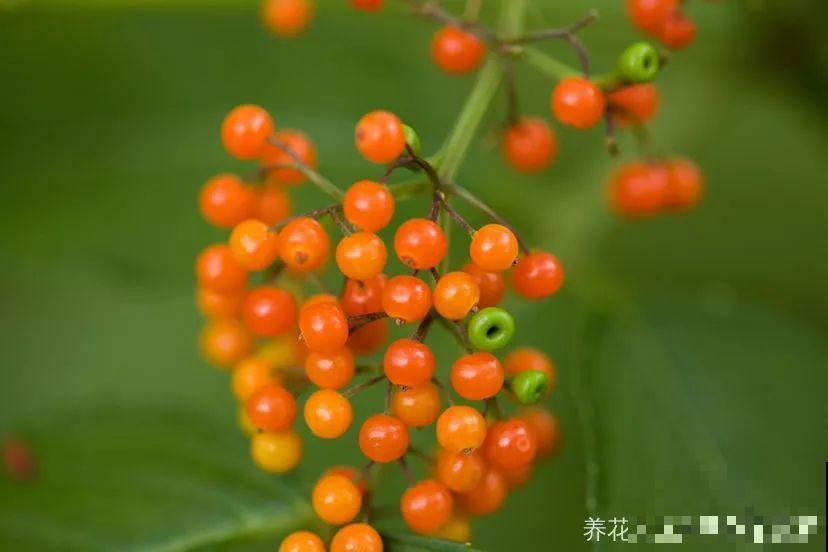 养花人的三重境界，你在哪一层？