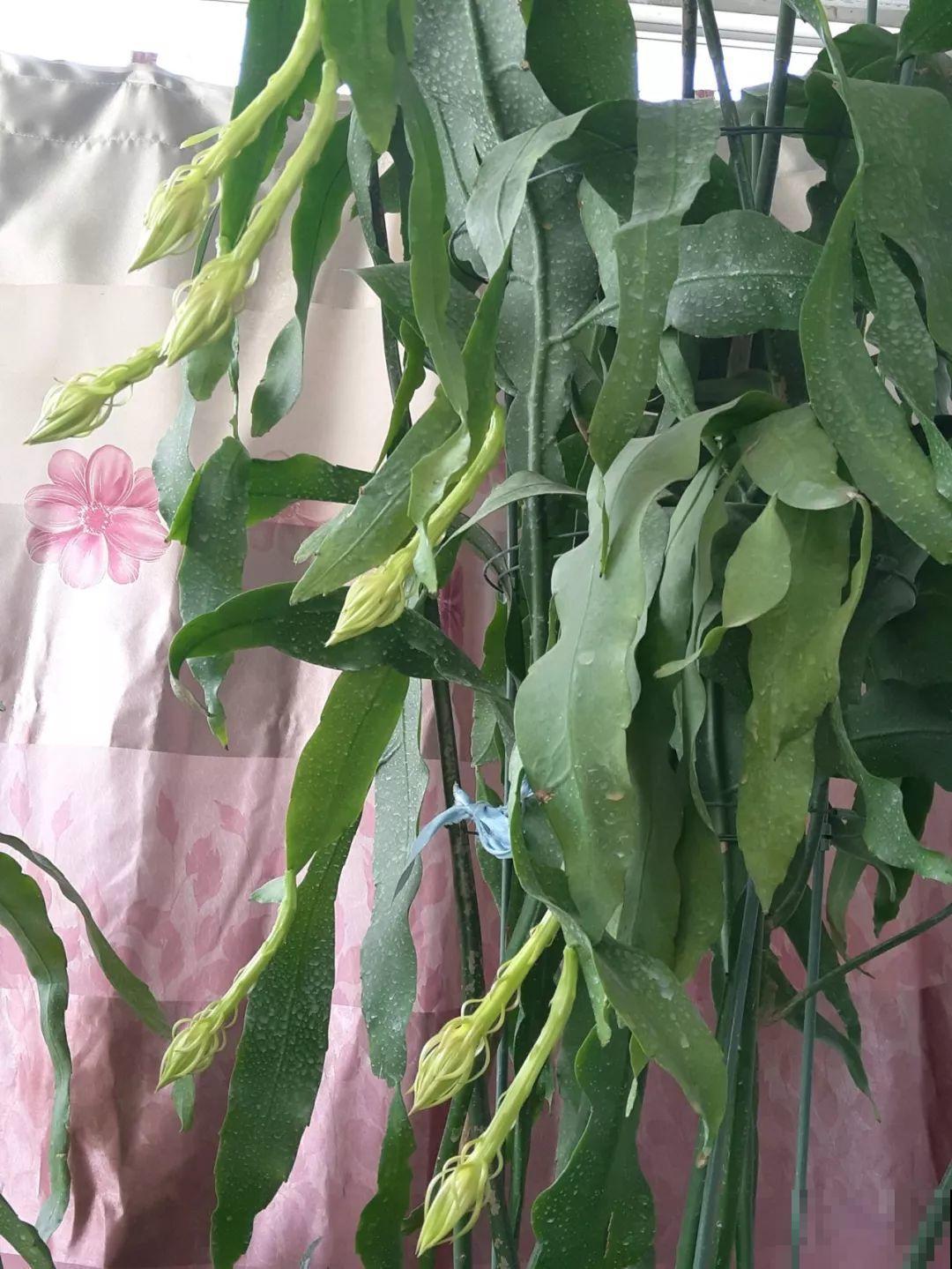 大姨家的花专挑晚上开，一次十几朵，香味一点不输茉莉！