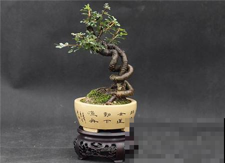 谁说盆景不好养？野山挖个这种烂树根，栽盆里档次飙升！
