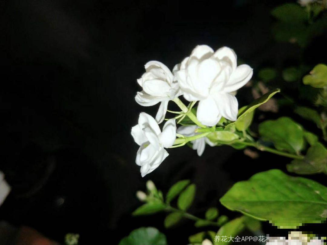 夏天养这15种花，越晒越爆盆，阳台瞬间热闹起来！