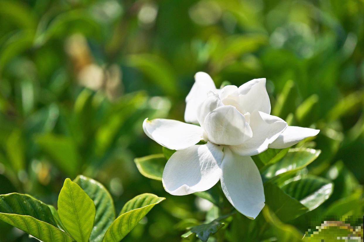 栀子花叶子发黄干枯掉叶子怎么办