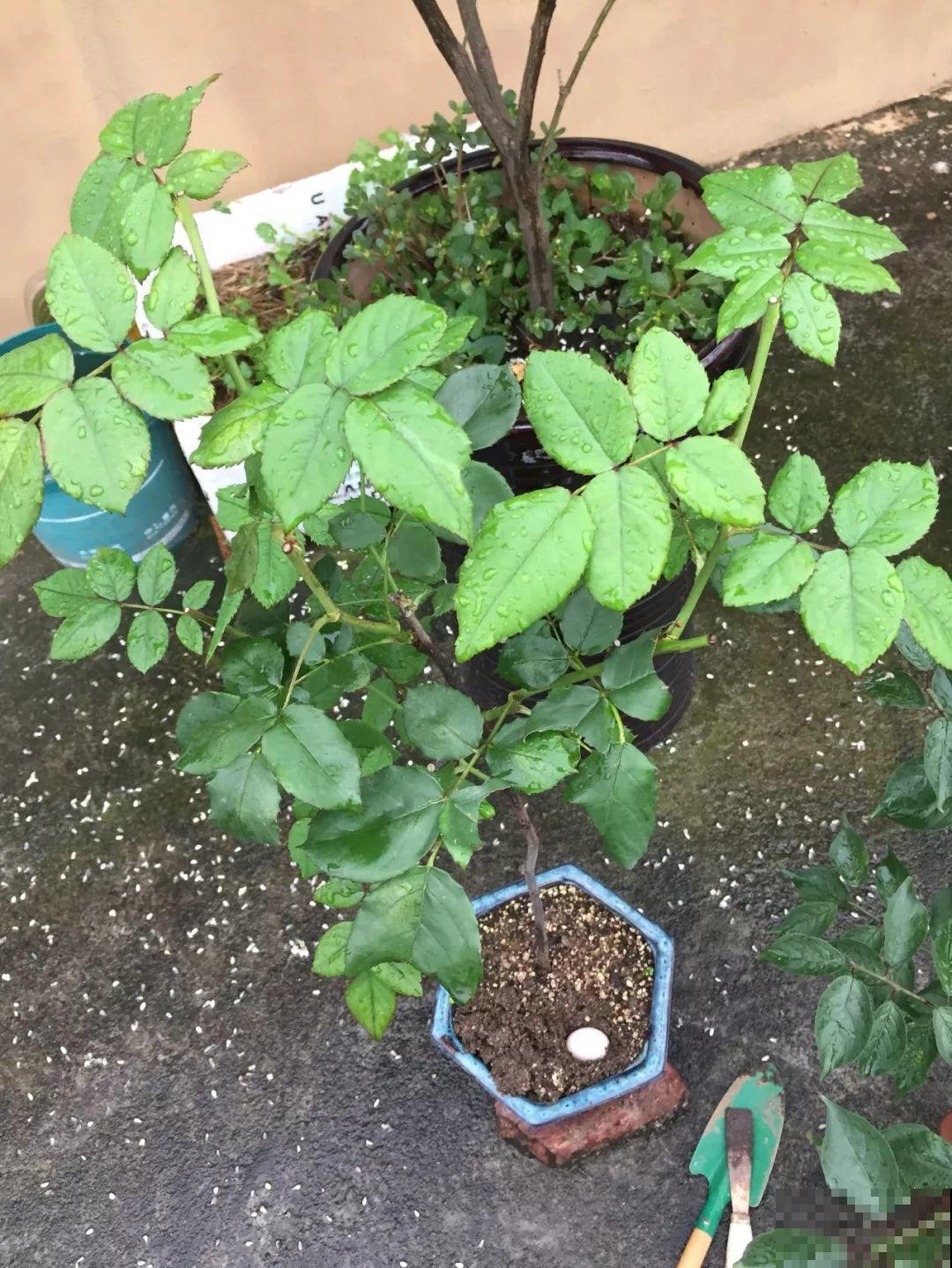 坏掉的鸡蛋可是养花宝，把黄掺土里，茉莉开花又香又白！