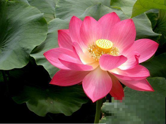 国花是牡丹？这么多年，原来都是自己想错了！