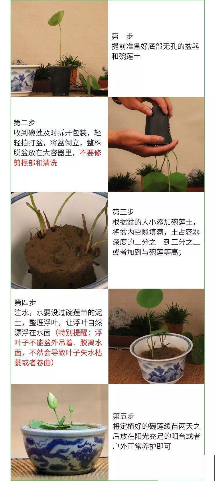 月季绣球看够了？夏天就要来盆碗莲，花美还好养！