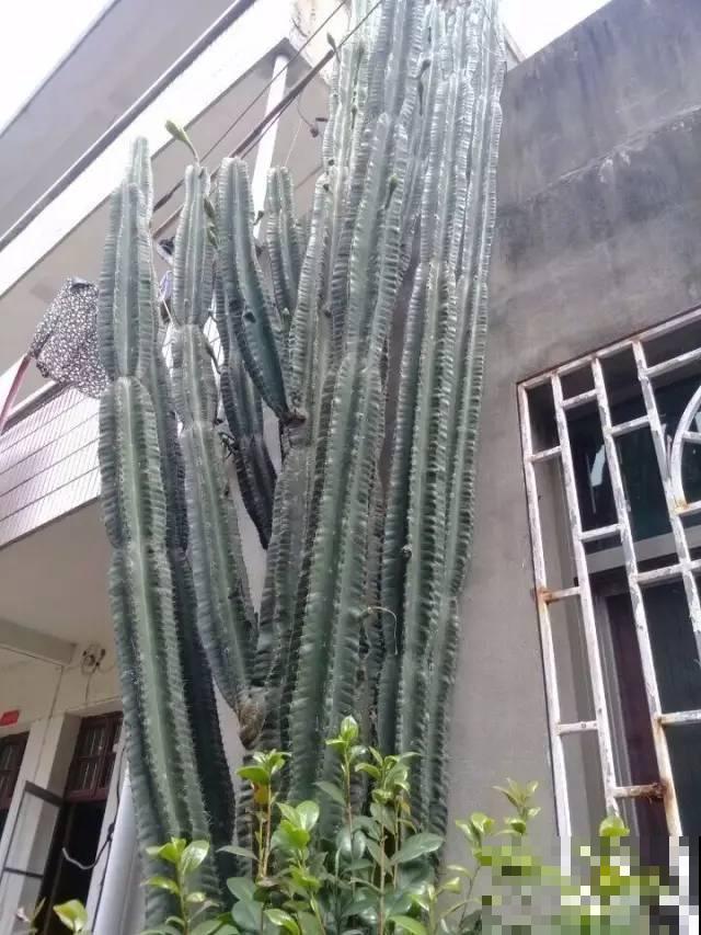 仙人掌养好了，蹭蹭长成高个儿，开花也不是梦！
