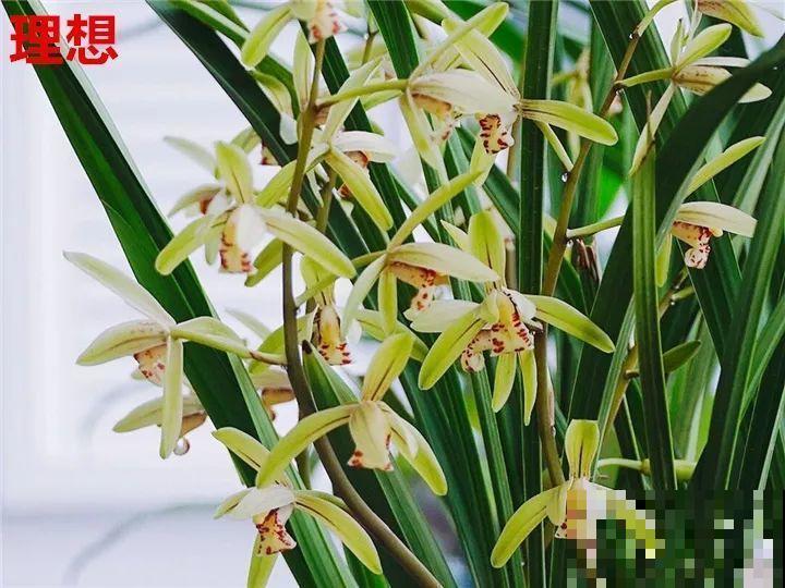最难养的6种花，买一盆死一盆，想想都生气！