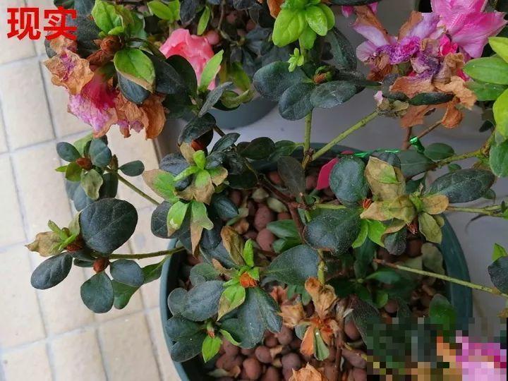 最难养的6种花，买一盆死一盆，想想都生气！