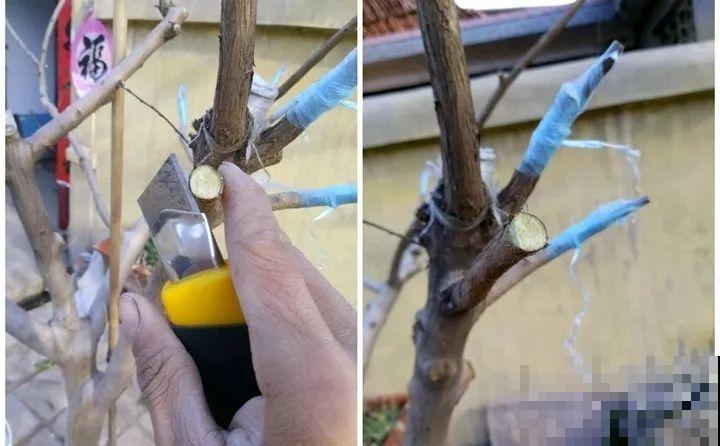 教你3种嫁接术，自己在家也能种出月季树，还能开多色！