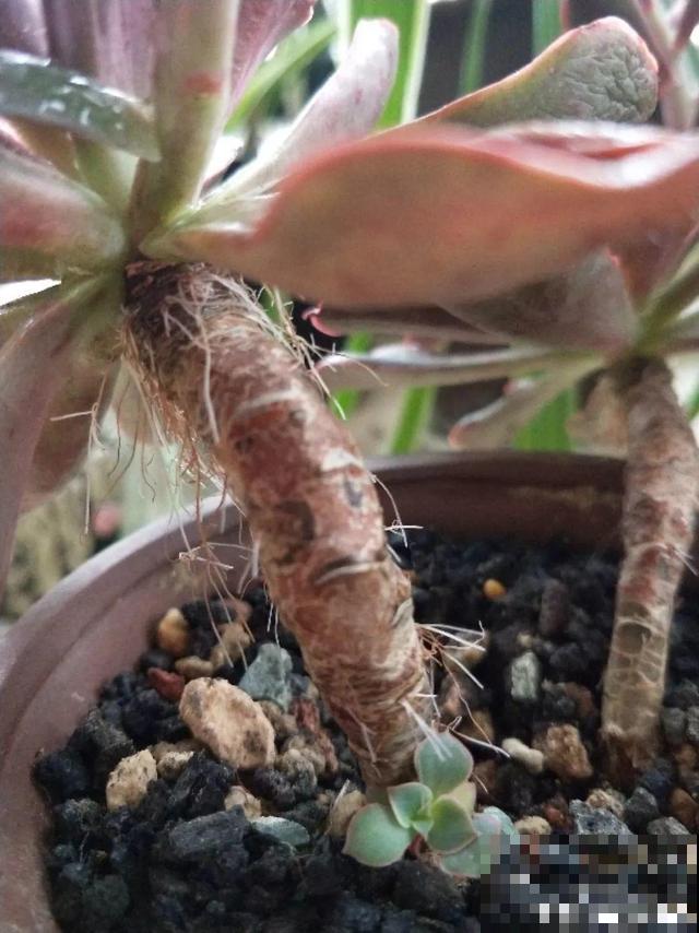 多肉长出胡须根？别急着浇水，说不定是烂根黑腐了！