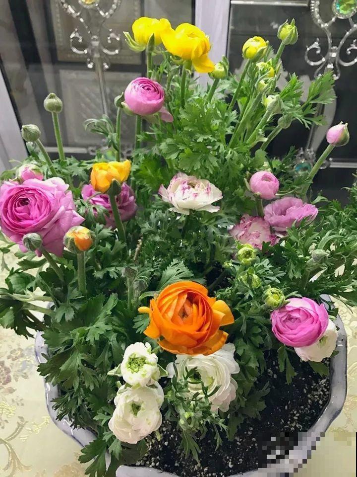 你羡慕的大片花园生活，只要努力，终归会有！