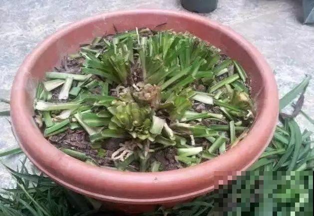 这4种花，想要度夏就得剪，新枝猛蹿，呼呼长成小瀑布！