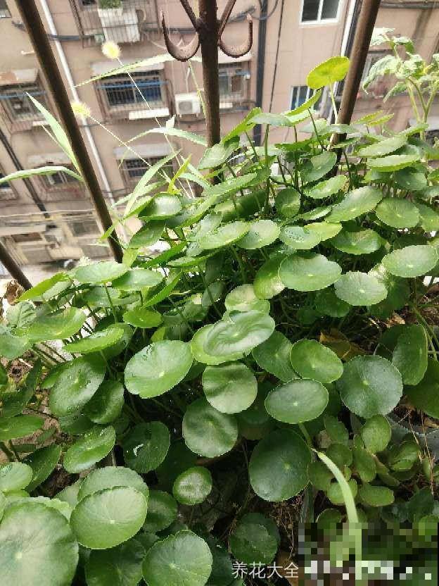 这4种花，想要度夏就得剪，新枝猛蹿，呼呼长成小瀑布！