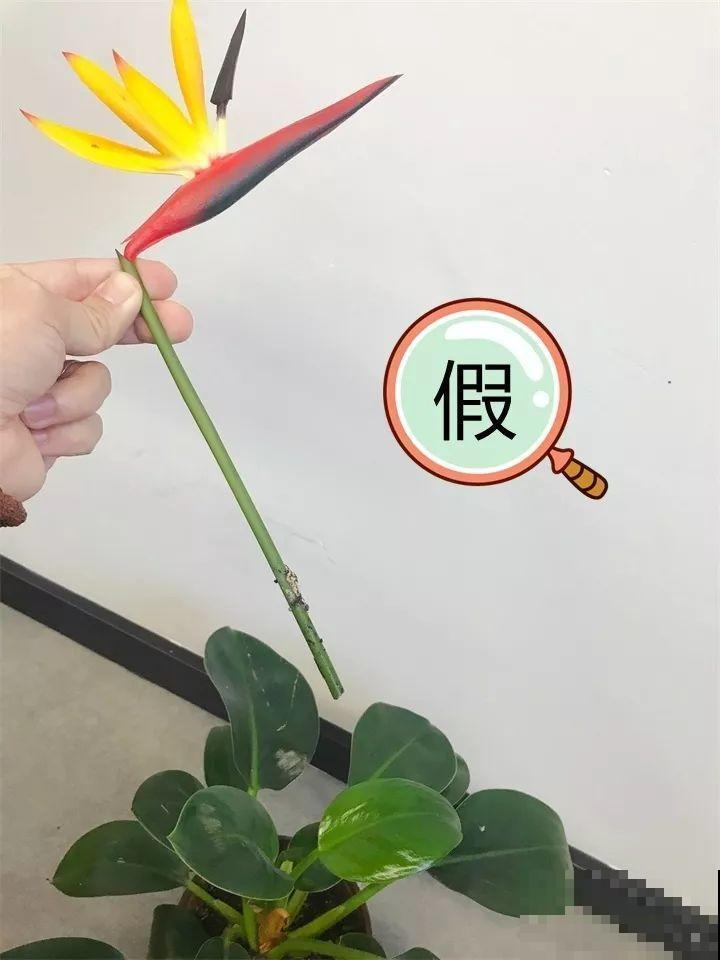 养了两个月的花，竟发现是假的？这些套路还真得摸清楚！