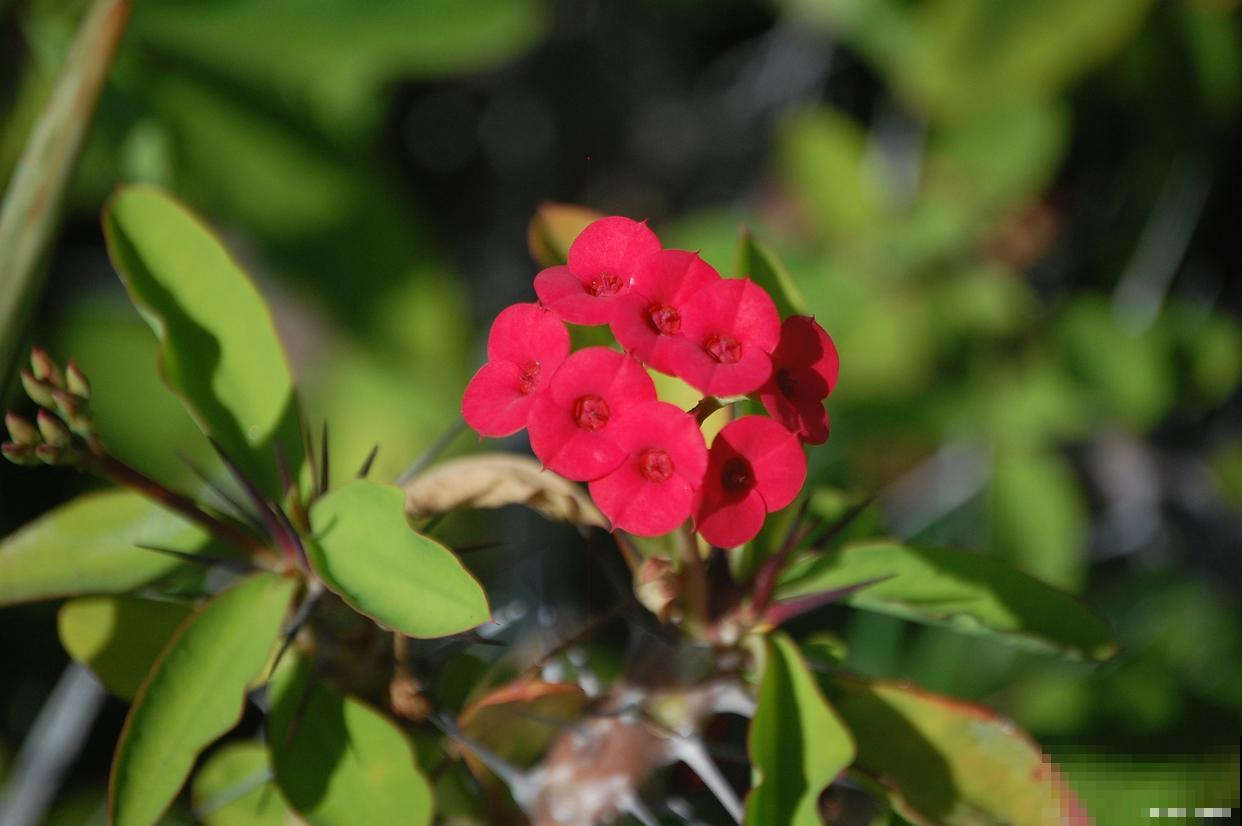 刺梅花怎么养颜色更红